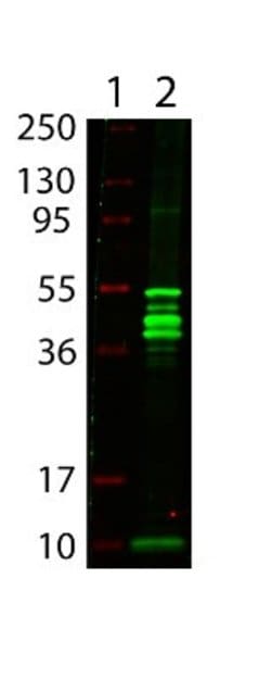 Maltose Binding Protein Antibody - BSA Free, Novus Biologicals 1 mg | Buy Online | Novus Biologicals | Fisher Scientific